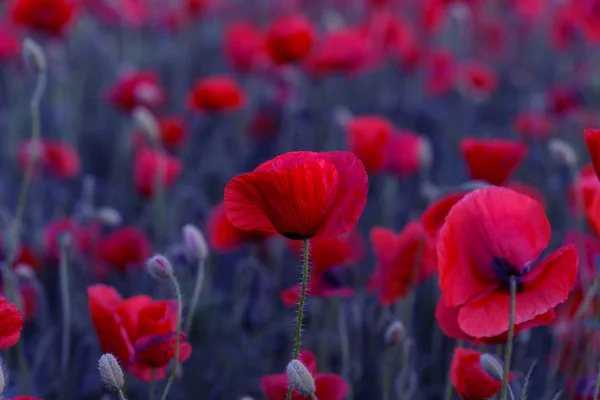 Fiori Papaveri Rossi Fioriscono Sul Campo Selvatico Bellissimi Papaveri Rossi — Foto Stock