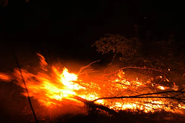 Bosbrand Omgevallen Boom Wordt Verbrand Grond Veel Rook Bij Vildfire — Stockfoto