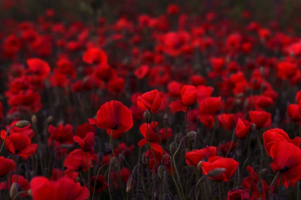 Fleurs Coquelicot Rouge Fleurit Sur Champ Sauvage Beau Champ Coquelicots — Photo