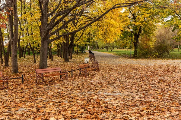 Träbänkar Från Stadsparken Färgglada Fallna Höstlöv Med Solig Höstdag City — Stockfoto