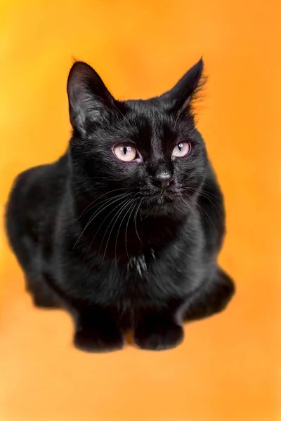 Kucing Hitam Cantik Studio Dengan Latar Belakang Berwarna Kuning Dan — Stok Foto