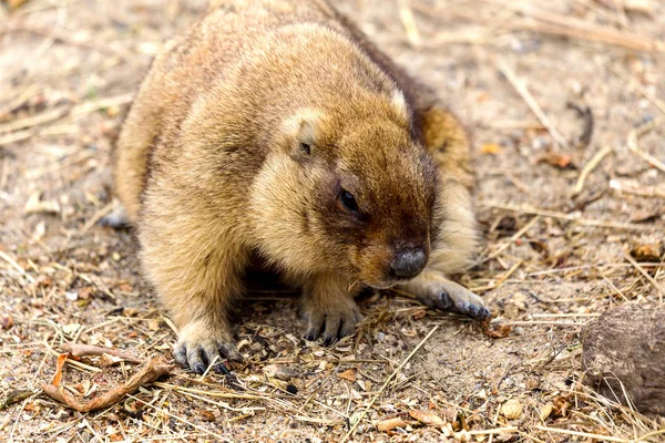 鳥小屋動物園でアルパイン マーモット Marmota Marmota 美しい伝統 の主人公グラウンドホッグ日グラウンドホッグで天気を予測します — ストック写真