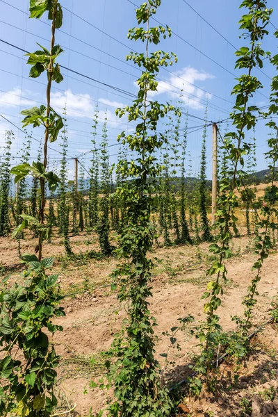 Plantation Growing Hops Bulgaria Thousands Hop Plants Main Raw Material — Stock Photo, Image