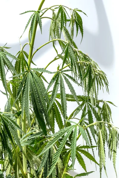 マリファナの植物の茎の枝に緑の葉します 麻薬植物 植物成長のため禁止されています フィールドの浅い深さ 選択と集中 ソーシャル広告の設計のための背景画像 — ストック写真