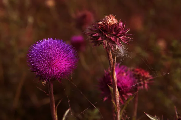 Gezegend Bloemen Van Melk Distel Close Melkdistel Melkdistel Marie Schotse — Stockfoto