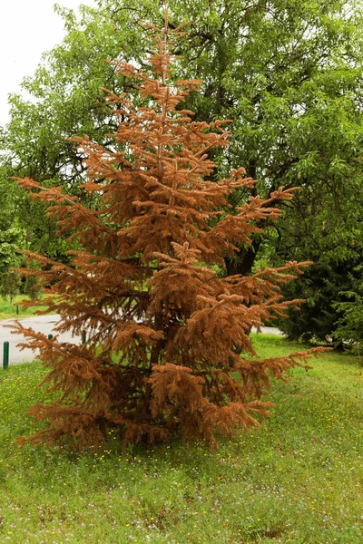 Grande Albero Appassito Albero Natale Sul Prato Parco Estivo Concetto — Foto Stock