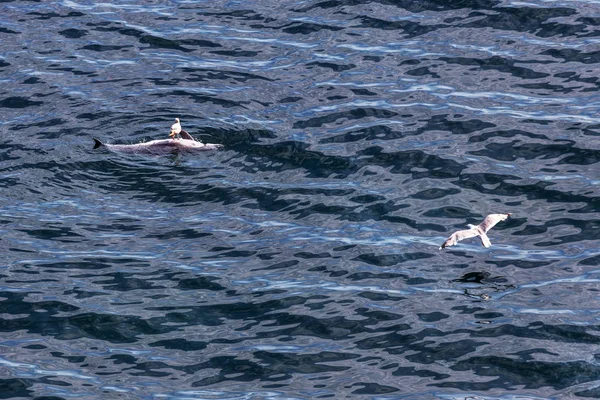 死海イルカ食べるカモメ イルカは 海の密猟者の漁網で死にます 人間の介入から野生動物の損失 カモメは海で死んだイルカでつつきます 黒の大自然 — ストック写真