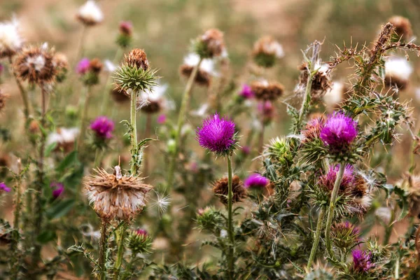 Plantas Herbáceas Milk Thistle Silybum Marianum Campo Con Poder Mariano — Foto de Stock