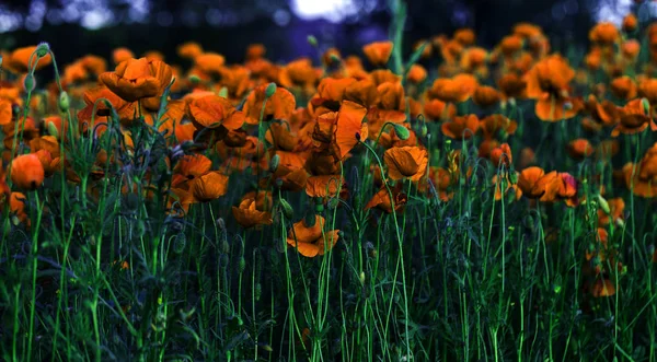 Fiori Papaveri Rossi Fioriscono Sul Campo Selvatico Bellissimi Papaveri Rossi — Foto Stock