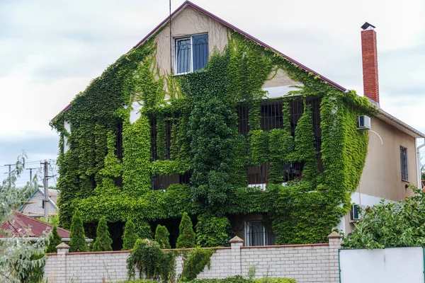 Modern House Covered Green Ivy Green Curling Ivy Grows Wall — Stock Photo, Image
