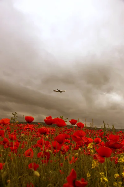 Βάρνα Βουλγαρία Μαΐου 2017 Αεροπλάνο Πετά Στον Απογευματινό Ουρανό Πάνω — Φωτογραφία Αρχείου