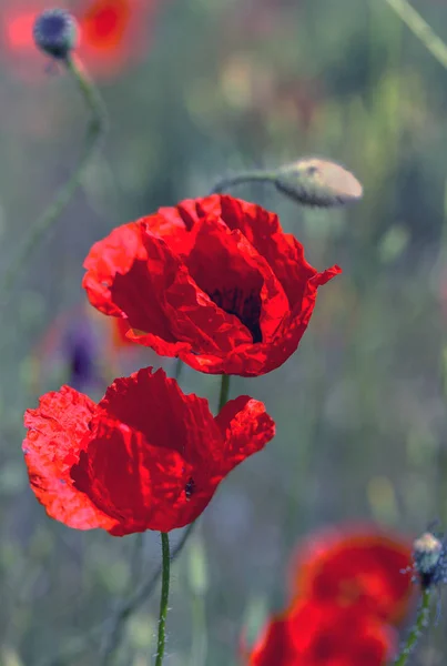 Fleurs Pavot Rouge Sur Champ Printemps Dans Une Journée Ensoleillée — Photo