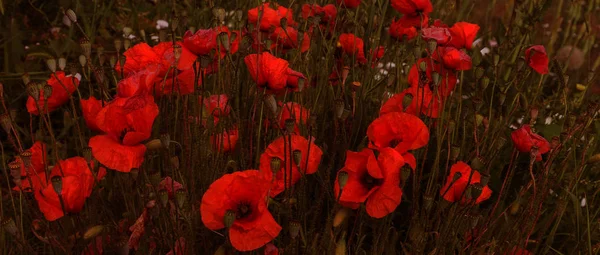 Blommor Röd Vallmo Blommar Vilda Fältet Vackra Fält Röd Vallmo — Stockfoto