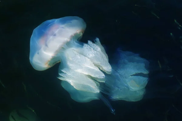 根瘤菌 一桶水母 有峡谷的水母 水母或果冻是柔软的 自由漂浮的水生动物与胶状的脐带钟和背部触角 美杜莎随波逐流 — 图库照片