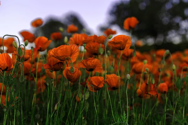 Flowers Red Poppies Blossom Wild Field Beautiful Field Red Poppies — Stock Photo, Image