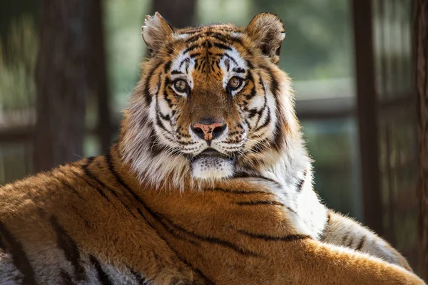 Tigre Siberiana Amur Nel Recinto Dello Zoo Bellissimi Animali Selvatici — Foto Stock