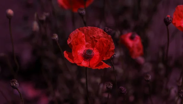 Fleurs Coquelicot Rouge Fleurit Sur Champ Sauvage Beau Champ Coquelicots — Photo