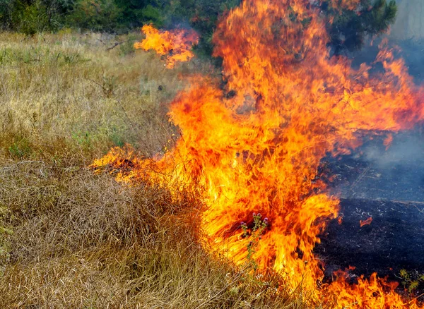 Сильної Засухи Лісові Пожежі Сухий Вітер Повністю Знищити Лісу Степу — стокове фото