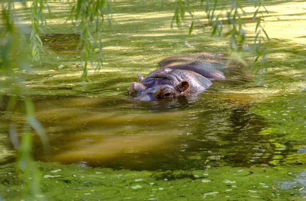 Hipopótamo Completamente Bañado Río Nivel Del Agua Caluroso Día Soleado — Foto de Stock