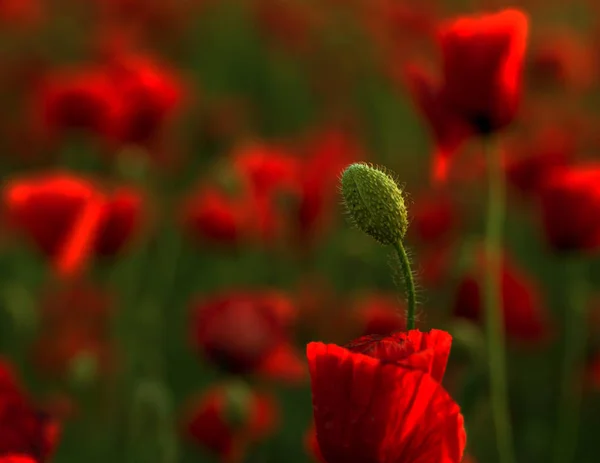 Flowers Red Poppies Blossom Wild Field Beautiful Field Red Poppies — Stock Photo, Image