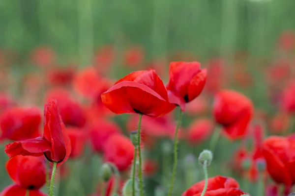 Flores Las Amapolas Rojas Florecen Campo Salvaje Hermosas Amapolas Rojas — Foto de Stock