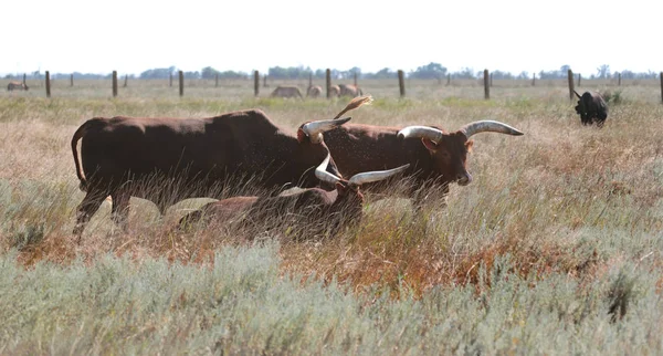 Beautiful Herd Buffaloes Resting High Grass National Safari Park Oskaniya — Stock Photo, Image