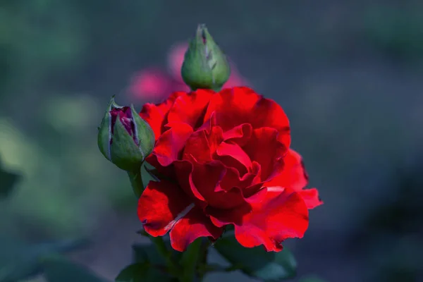 Stad Tuin Rood Roze Bloem Met Water Druppels Groen Gras — Stockfoto