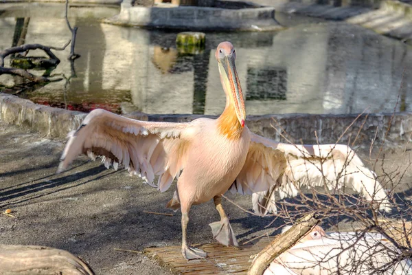 Porträtt Europeiska Vit Pelikan Pelecanus Onocrotalus Exotiska Fåglar Med Magnifika — Stockfoto