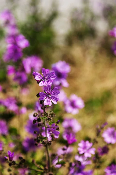 Pole Chrpy Meadow Čekanka Flower Modré Pole Krásný Čekanky Květ — Stock fotografie