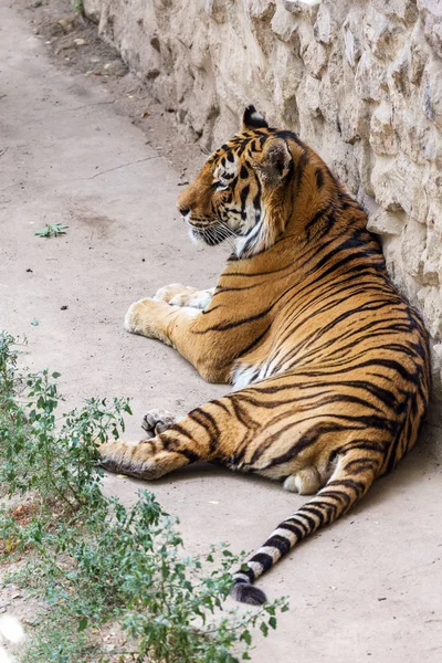 Ussuri Bengal Tiger Cage Zoo Created Natural Habitat Wild Predatory — Stock Photo, Image