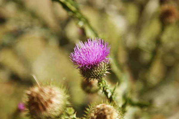 Blessed flowers of milk thistle. Marie Scottish thistle, Mary Thistle, Marian Cardus. Milk thistle flower toned in fashionable color tone treatment. Selective focus