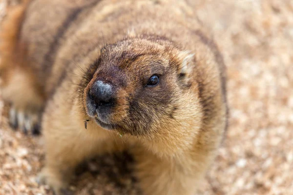 鳥小屋動物園でアルパイン マーモット Marmota Marmota 美しい伝統 の主人公グラウンドホッグ日グラウンドホッグで天気を予測します — ストック写真