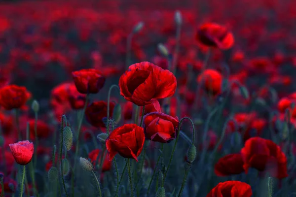 Vahşi Alanda Çiçek Kırmızı Haşhaş Çiçeği Seçici Odak Ile Güzel — Stok fotoğraf