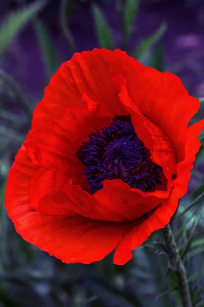 Fioritura Fiori Papaveri Rosso Vivo Uno Sfondo Erba Prato Profondità — Foto Stock