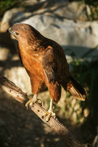 Young Eagle Falcon Sits Tree Branch — Stock Photo, Image