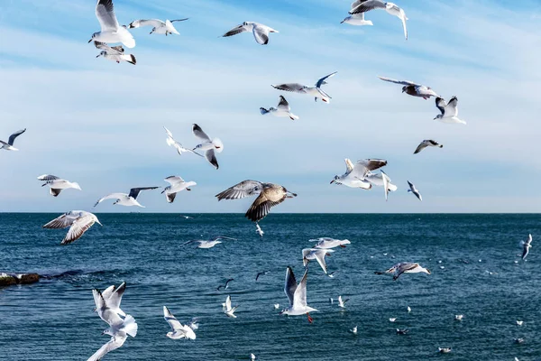 Hungry Gulls Circling Winter Beach Search Food Background Sea Blue — Stock Photo, Image