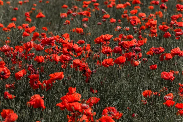 Parlak Güneşli Bir Günde Bahar Tarlasında Kırmızı Gelincik Çiçekleri — Stok fotoğraf