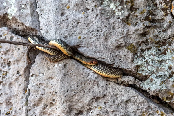 Wygrzewać Się Słońcu Kamień Crack Tchórzliwy Snake Największy Wąż Europie — Zdjęcie stockowe