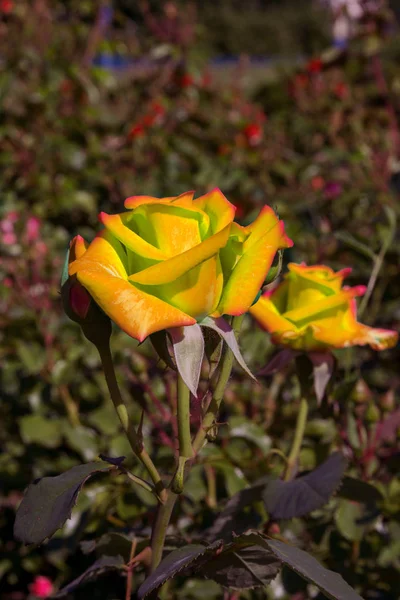 Belle Fleur Rose Rouge Pousse Dans Jardin Automne Sur Fond — Photo