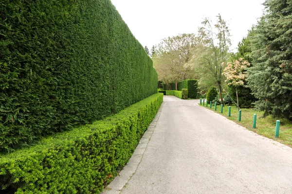 Beautifully trimmed and landscaped bushes, a green fence and front yard behind pedestrian sidewalk on an empty street. Landscape design. Trimming bush in design. Background of small plants on wall