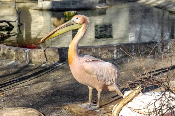 Ritratto Pellicano Bianco Europeo Pelecanus Onocrotalus Uccelli Esotici Con Piumaggio — Foto Stock