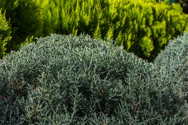 Foto Skildrer Gren Enebær Blomstrende Foråret Frugtsætning Nye Friske Brunches - Stock-foto