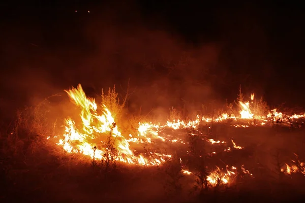 Fuego Forestal Árbol Caído Quema Suelo Mucho Humo Cuando Vildfire — Foto de Stock