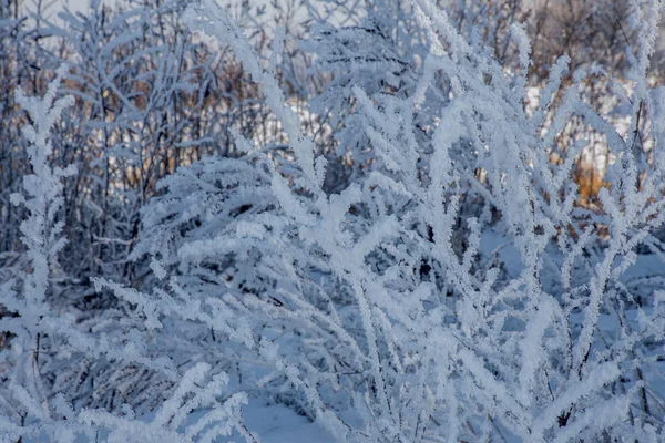 Beau Paysage Hiver Scène Arrière Plan Avec Neige Couvert Arbres — Photo