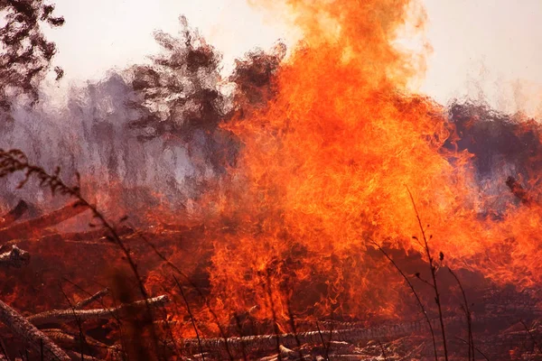 Природный Лесной Пожар Приближается Жилым Зданиям Огонь Разрушает Время Сильной — стоковое фото