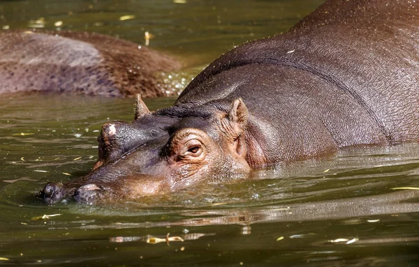 Behemoth Completely Bathed River Level Water Hot Sunny Summer Day — Stock Photo, Image