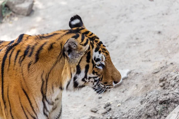 Ussuri Bengal Tiger Cage Zoo Created Natural Habitat Wild Predatory — Stock Photo, Image