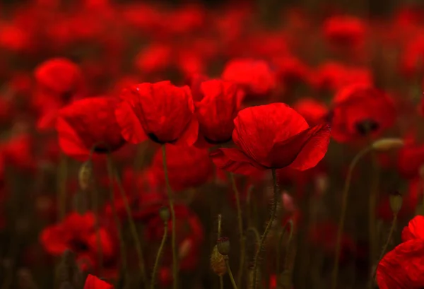 Fleurs Coquelicot Rouge Fleurit Sur Champ Sauvage Beau Champ Coquelicots — Photo