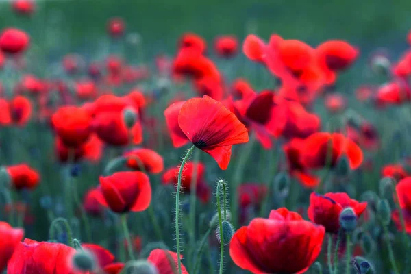 Flores Las Amapolas Rojas Florecen Campo Salvaje Hermosas Amapolas Rojas — Foto de Stock