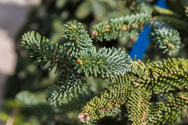 Närbild Kotte Eller Gran Ett Barrträd Julgransgård Bakgrund Julgran Grenar — Stockfoto